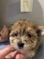 Ned, a male Maltese and Yorkshire Terrier for sale in Newport, PA – Photo 3 of 3