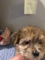 Ned, a male Maltese and Yorkshire Terrier for sale in Newport, PA – Photo 2 of 3