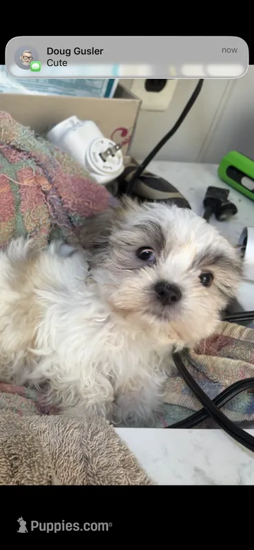 Rufus – Maltese puppy for sale in Newport, PA