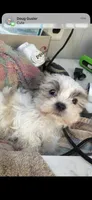 Rufus, a male Maltese for sale in Newport, PA – 1 of 1