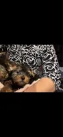 Max, a male Yorkshire Terrier and Biewer for sale in Newport, PA – Photo 3 of 3
