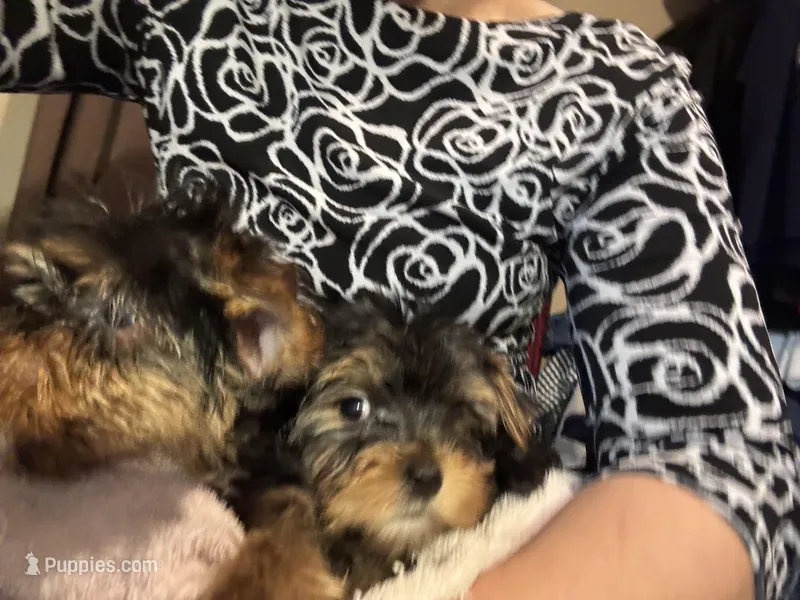 Max – Yorkshire Terrier, Biewer puppy for sale in Newport, PA