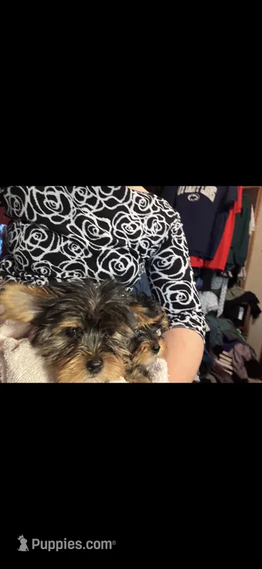 Duke, a male Yorkshire Terrier and Biewer for sale in Newport, PA – Photo 1 of 2