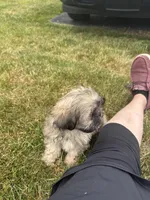 Girlie, a female Shih Tzu for sale in Newport, PA – 2 of 4