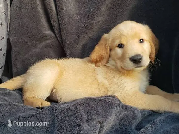 Golden Boy – Golden Retriever, Labrador Retriever puppy for sale in Prunedale, CA