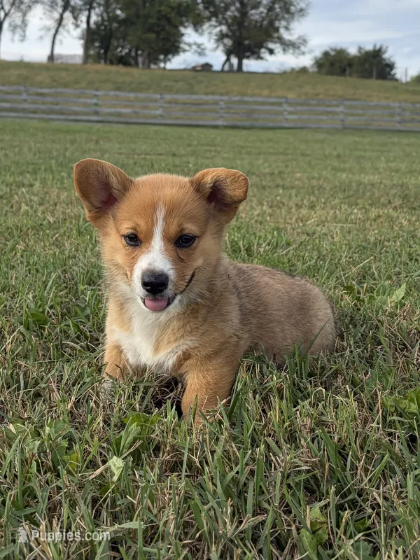 Marley – Pembroke Welsh Corgi puppy for sale in Elkton, VA
