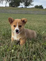 Marley, a female Pembroke Welsh Corgi for sale in Elkton, VA – 1 of 2