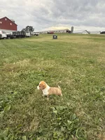 Max, a male Pembroke Welsh Corgi for sale in Elkton, VA – 2 of 2