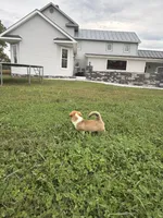 Marco, a male Pembroke Welsh Corgi for sale in Elkton, VA – 2 of 2