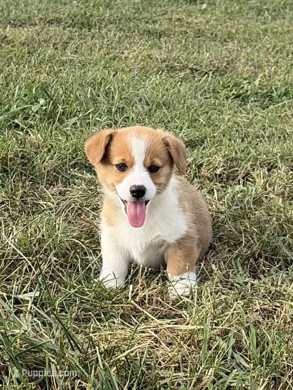 Max – Pembroke Welsh Corgi puppy for sale in Elkton, VA