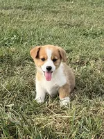 Max, a male Pembroke Welsh Corgi for sale in Elkton, VA – 1 of 2