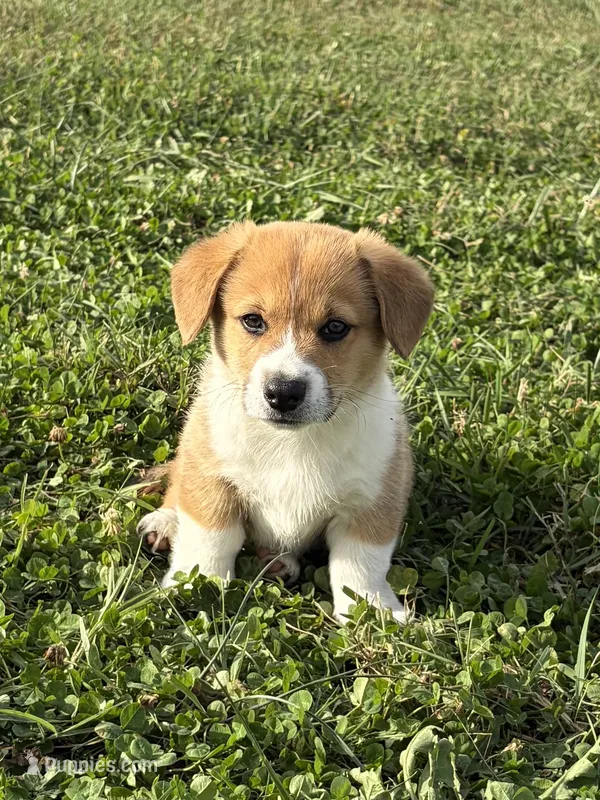 Marco – Pembroke Welsh Corgi puppy for sale in Elkton, VA