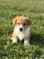 Marco, a male Pembroke Welsh Corgi for sale in Elkton, VA – 1 of 2