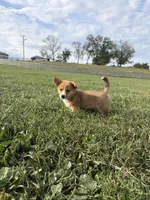 Marley, a female Pembroke Welsh Corgi for sale in Elkton, VA – 2 of 2