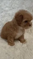 April, a female Shihpoo for sale in Raleigh, NC – 5 of 10