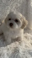 Snow, a female Shihpoo for sale in Raleigh, NC – 3 of 7