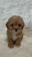 April, a female Shihpoo for sale in Raleigh, NC – 2 of 10