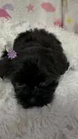 Ms. Candy, a female Morkie for sale in Raleigh, NC – 2 of 9
