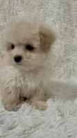 Ailey, a female Maltipoo for sale in Raleigh, NC – 3 of 10