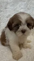 Kenia, a female Shihpoo for sale in Raleigh, NC – 6 of 10