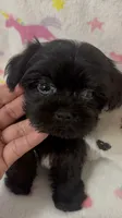 Ms. Candy, a female Morkie for sale in Raleigh, NC – 9 of 9
