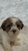 Kenia, a female Shihpoo for sale in Raleigh, NC – 5 of 10