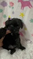 Ms. Candy, a female Morkie for sale in Raleigh, NC – 4 of 9