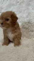 April, a female Shihpoo for sale in Raleigh, NC – 3 of 10