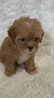 April, a female Shihpoo for sale in Raleigh, NC – 7 of 10