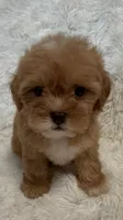 April, a female Shihpoo for sale in Raleigh, NC – 9 of 10