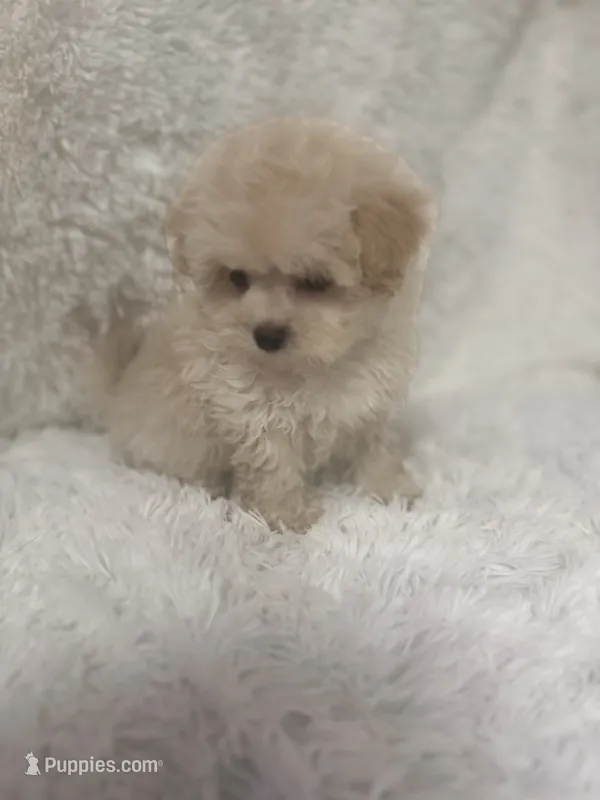 Ailey – Maltipoo puppy for sale in Raleigh, NC