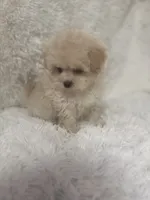 Ailey, a female Maltipoo for sale in Raleigh, NC – 1 of 10