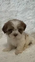 Kenia, a female Shihpoo for sale in Raleigh, NC – 7 of 10