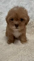 April, a female Shihpoo for sale in Raleigh, NC – 6 of 10