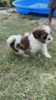 Kenia, a female Shihpoo for sale in Raleigh, NC – 10 of 10