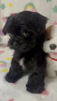 Ms. Candy, a female Morkie for sale in Raleigh, NC – 5 of 9