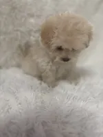 Ailey, a female Maltipoo for sale in Raleigh, NC – 7 of 10