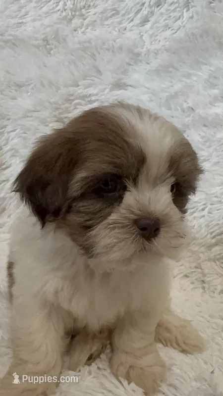 Kenia – Shihpoo puppy for sale in Raleigh, NC