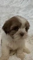 Kenia, a female Shihpoo for sale in Raleigh, NC – 1 of 10