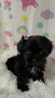 Ms. Candy, a female Morkie for sale in Raleigh, NC – 8 of 9