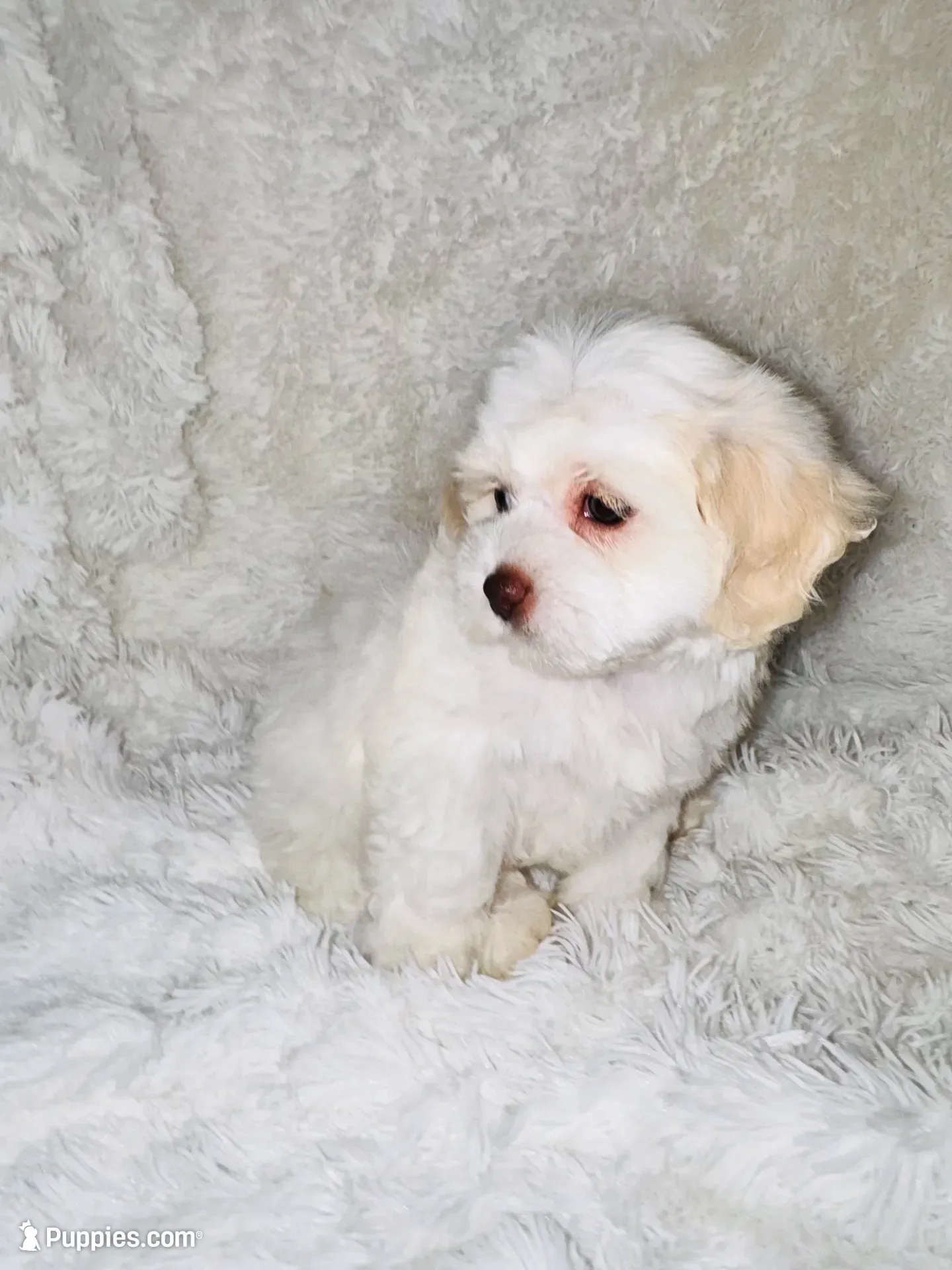 Snow, a female Shihpoo for sale in Raleigh, NC – 5 of 7