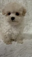 Ailey, a female Maltipoo for sale in Raleigh, NC – 8 of 10