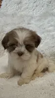 Kenia, a female Shihpoo for sale in Raleigh, NC – 2 of 10
