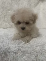 Ailey, a female Maltipoo for sale in Raleigh, NC – 5 of 10