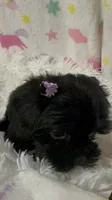 Ms. Candy, a female Morkie for sale in Raleigh, NC – 3 of 9