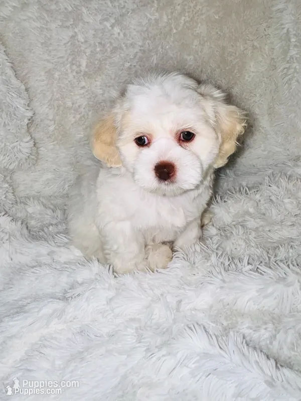 Snow – Shihpoo puppy for sale in Raleigh, NC