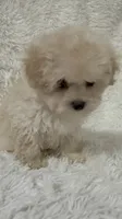 Ailey, a female Maltipoo for sale in Raleigh, NC – 9 of 10