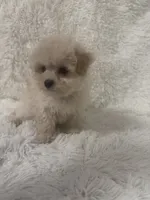 Ailey, a female Maltipoo for sale in Raleigh, NC – 10 of 10