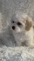 Snow, a female Shihpoo for sale in Raleigh, NC – 4 of 7