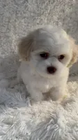 Snow, a female Shihpoo for sale in Raleigh, NC – 6 of 7